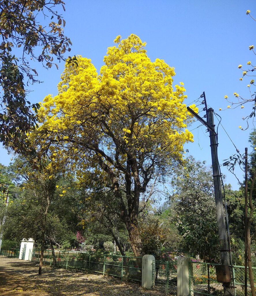 Spring at Santiniketan