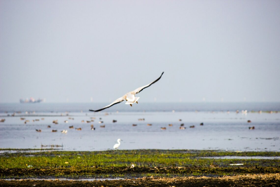 Chilika lake itinerary from puri