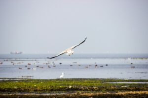 Chilika lake itinerary from puri