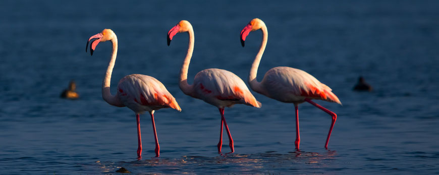 nalabana bird sanctuary, chilika lake